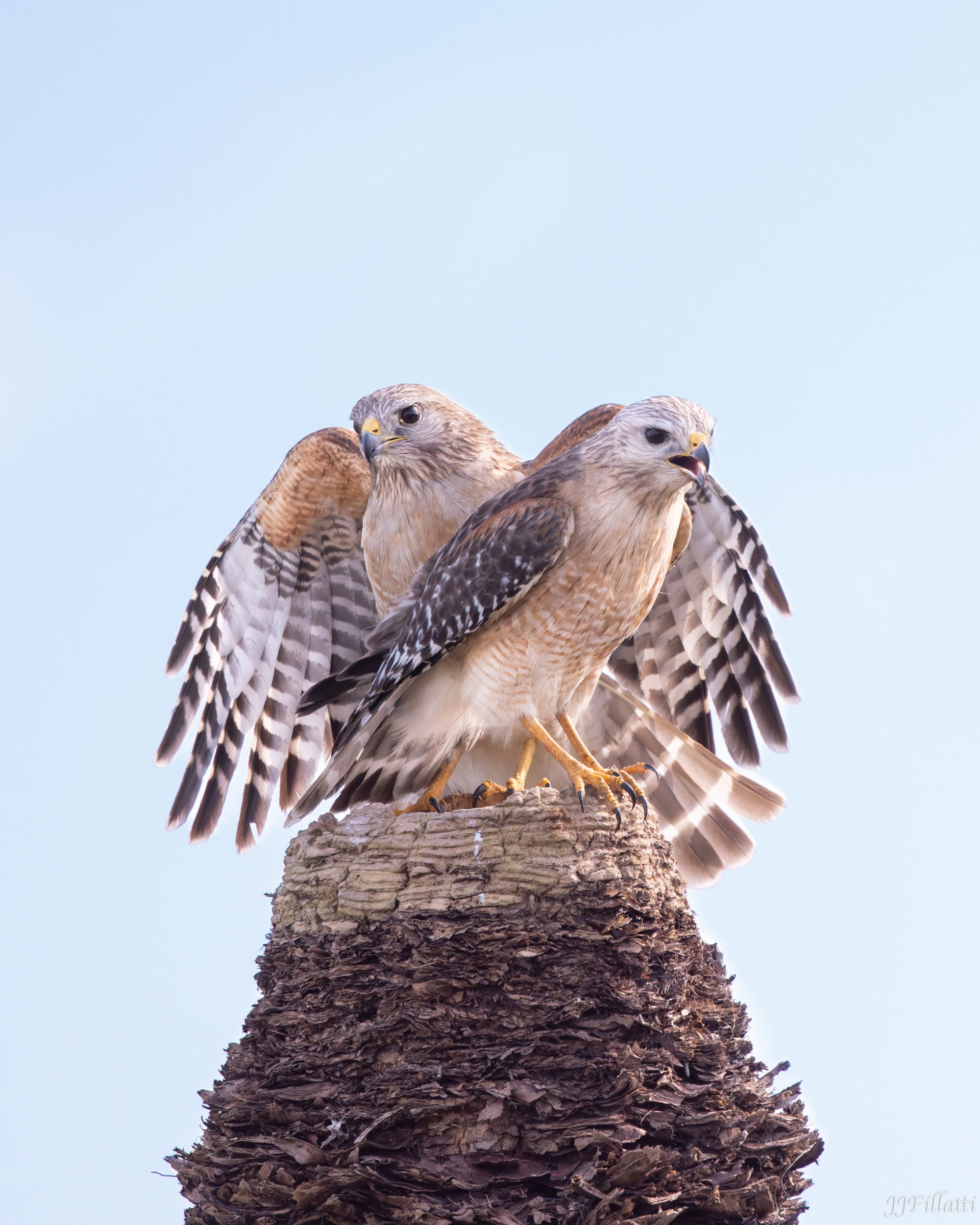 bird of florida image 28